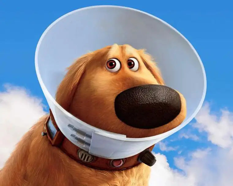 Collares y Conos De Recuperación Para Perros - The Red Vitamin MX - {{ shop.shopifyCountryName }}