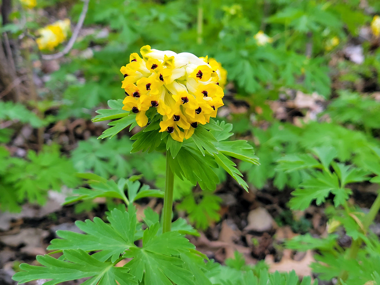 Corydalis