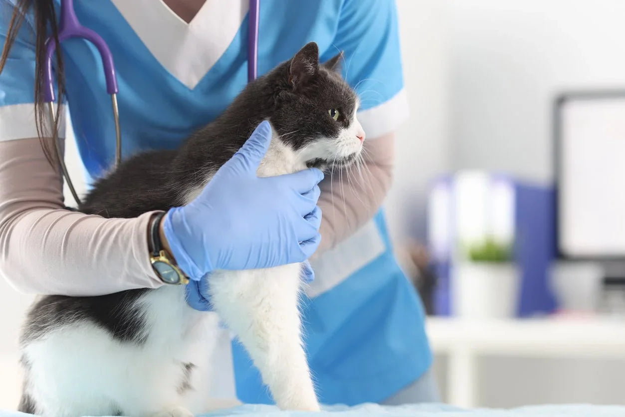 Cuidado De Cadera Y Articulaciones Para Gatos