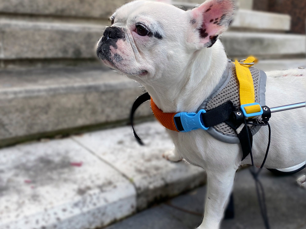 Cuidado De Cadera Y Articulaciones Para Perros