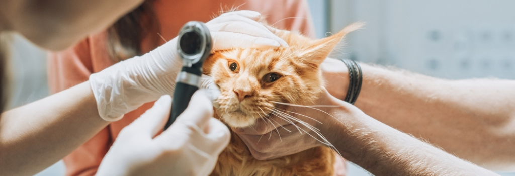 Cuidado De Los Ojos De Los Gatos