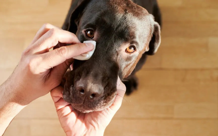 Cuidado De Los Ojos De Los Perros - The Red Vitamin MX - {{ shop.shopifyCountryName }}