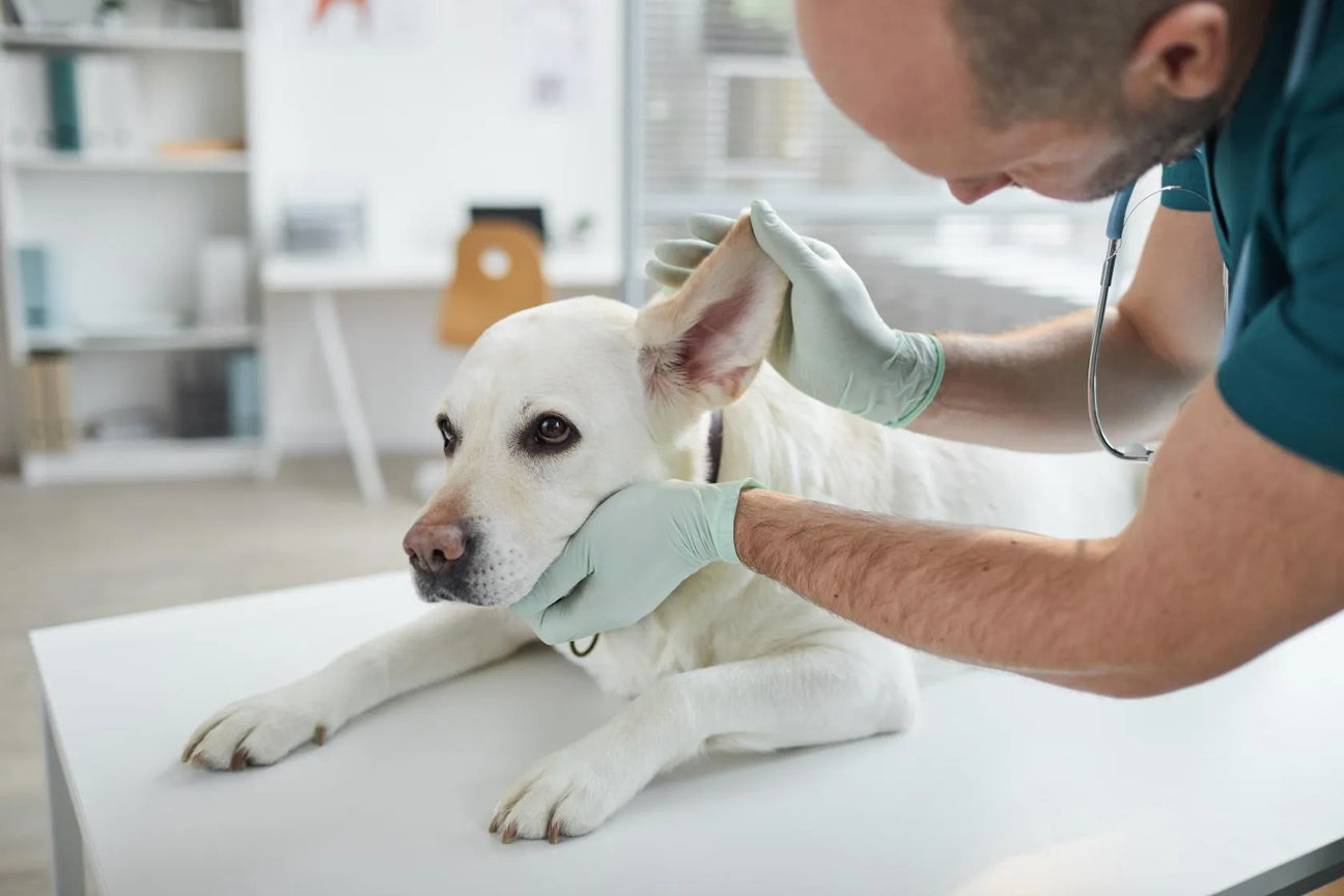 Cuidado Del Oído De Perros - The Red Vitamin MX - {{ shop.shopifyCountryName }}