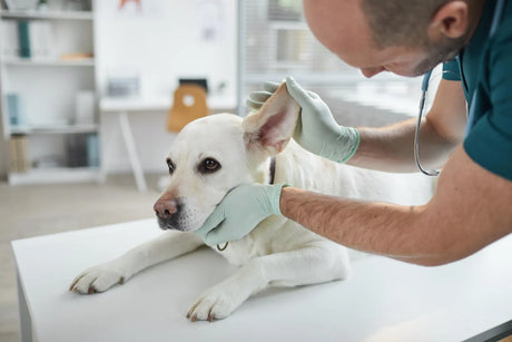 Cuidado Del Oído De Perros - The Red Vitamin MX - {{ shop.shopifyCountryName }}