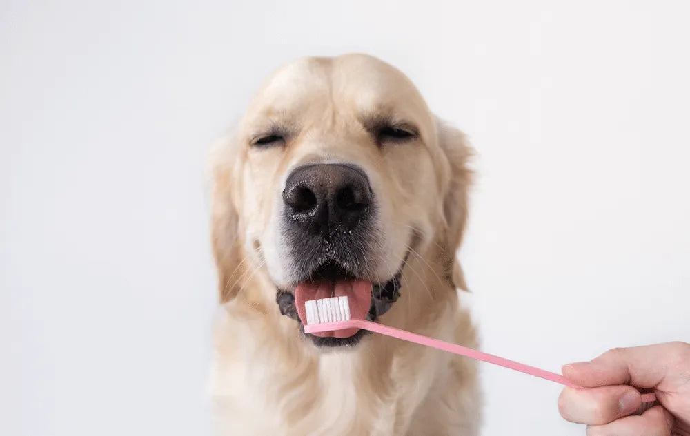 Cuidado Dental Para Perros - The Red Vitamin MX - {{ shop.shopifyCountryName }}