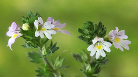 Eufrasia - The Red Vitamin MX - {{ shop.shopifyCountryName }}