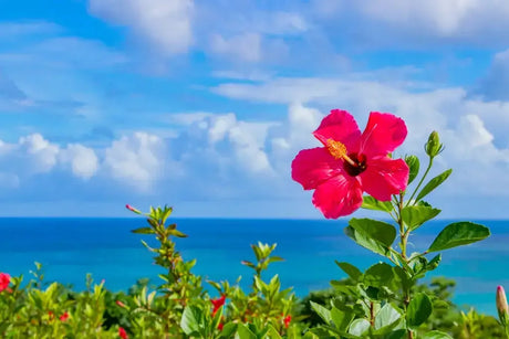 Flor De Hibisco - The Red Vitamin MX - {{ shop.shopifyCountryName }}