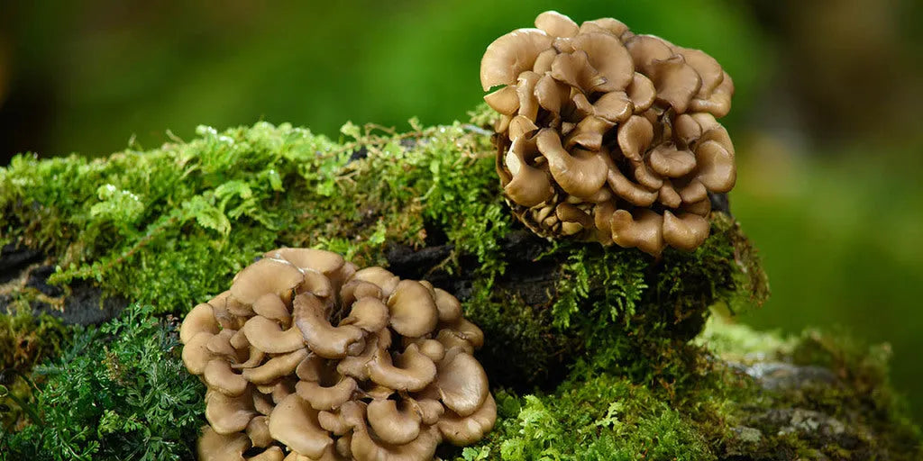 Hongo Maitake - The Red Vitamin MX - {{ shop.shopifyCountryName }}