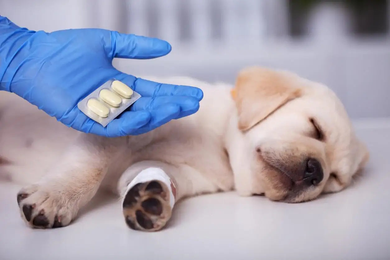 Medicamentos Sin Receta Para Perros - The Red Vitamin MX - {{ shop.shopifyCountryName }}