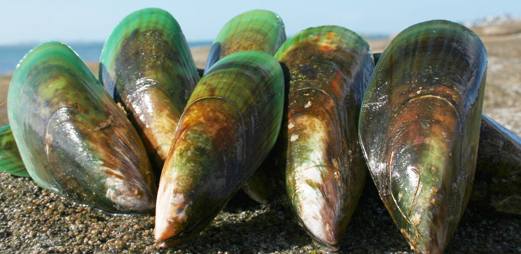 Mejillón De Labio Verde