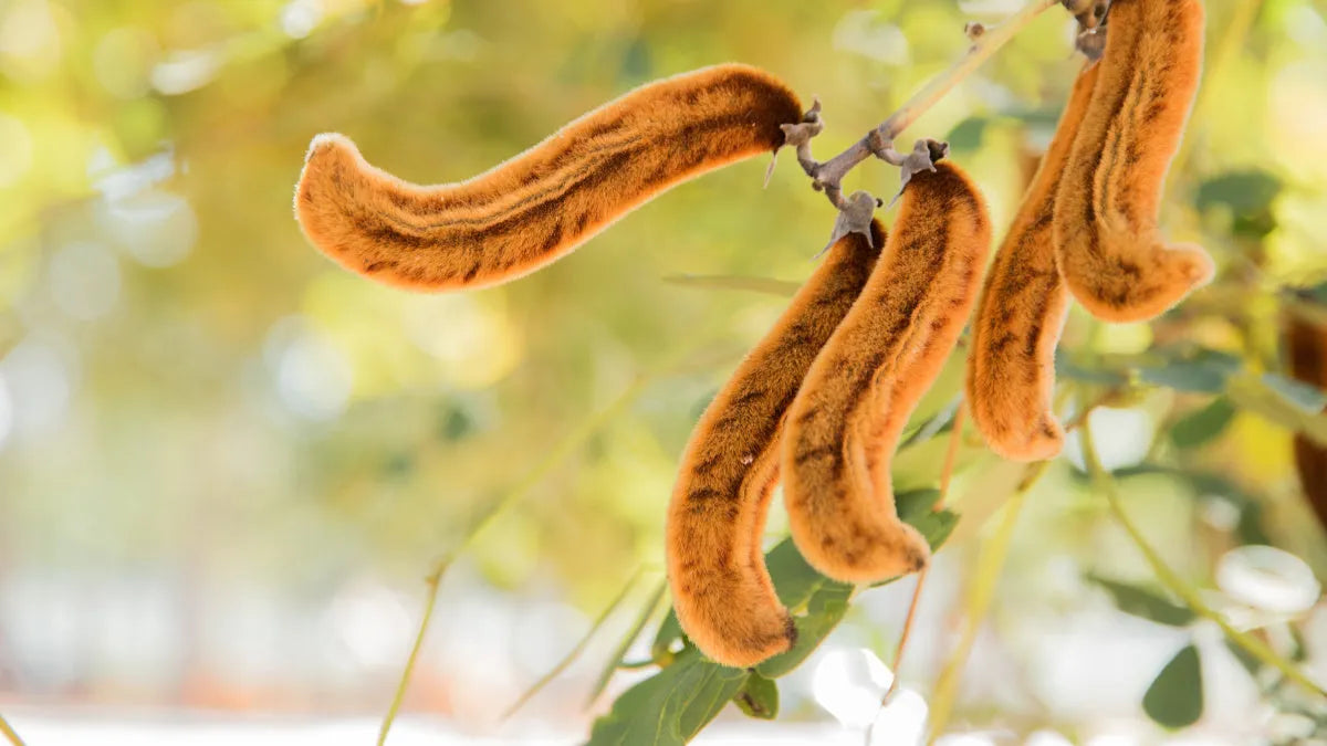 Mucuna Pruriens - The Red Vitamin MX - {{ shop.shopifyCountryName }}