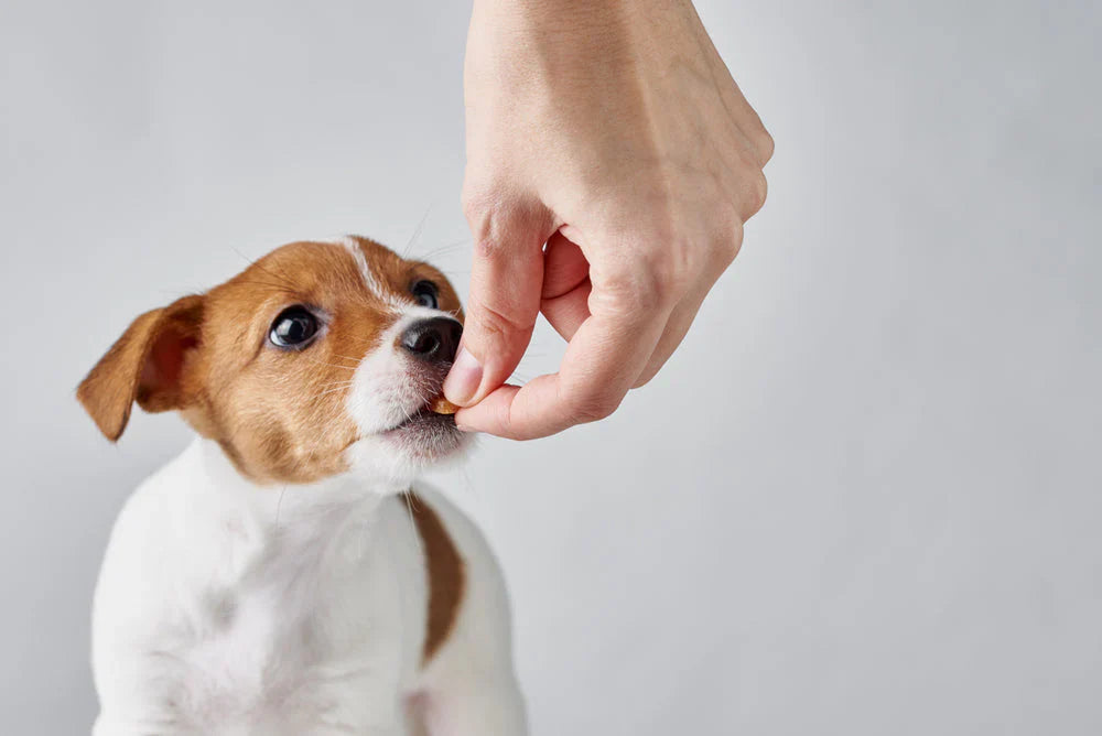 Multivitamínicos Para Perros