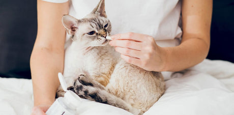 Probioticos Para Gatos