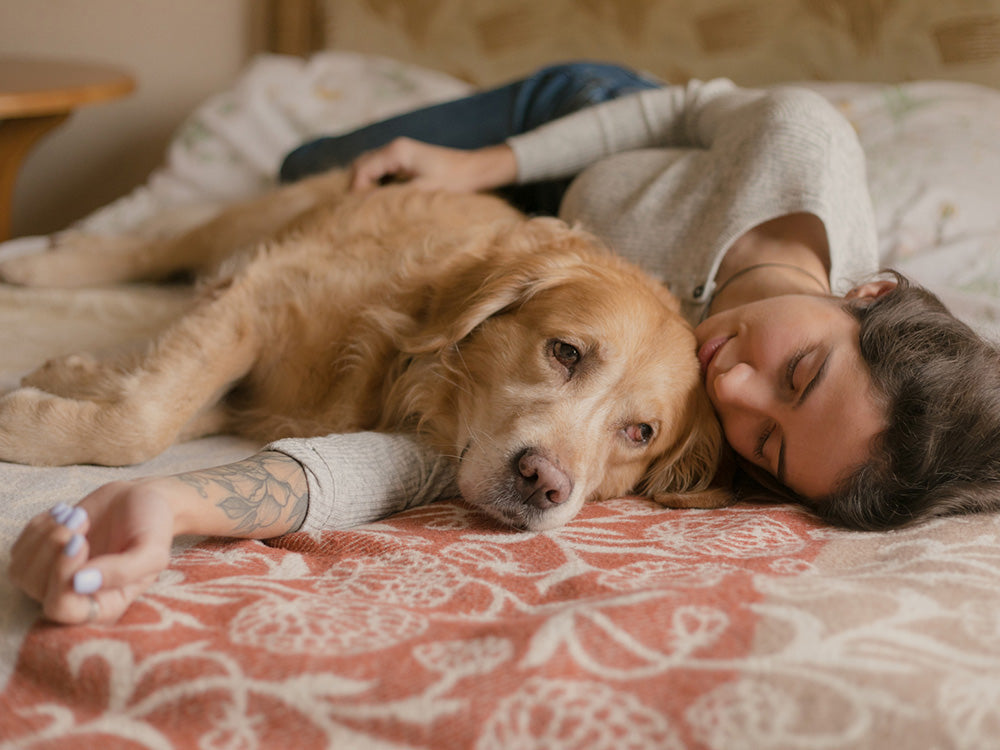 Relajantes Para Perros