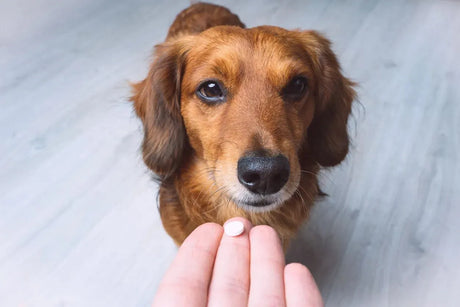 Remedios Digestivos Para Perros - The Red Vitamin MX - {{ shop.shopifyCountryName }}