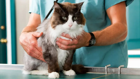 Remedios Para La Picazón De Gatos