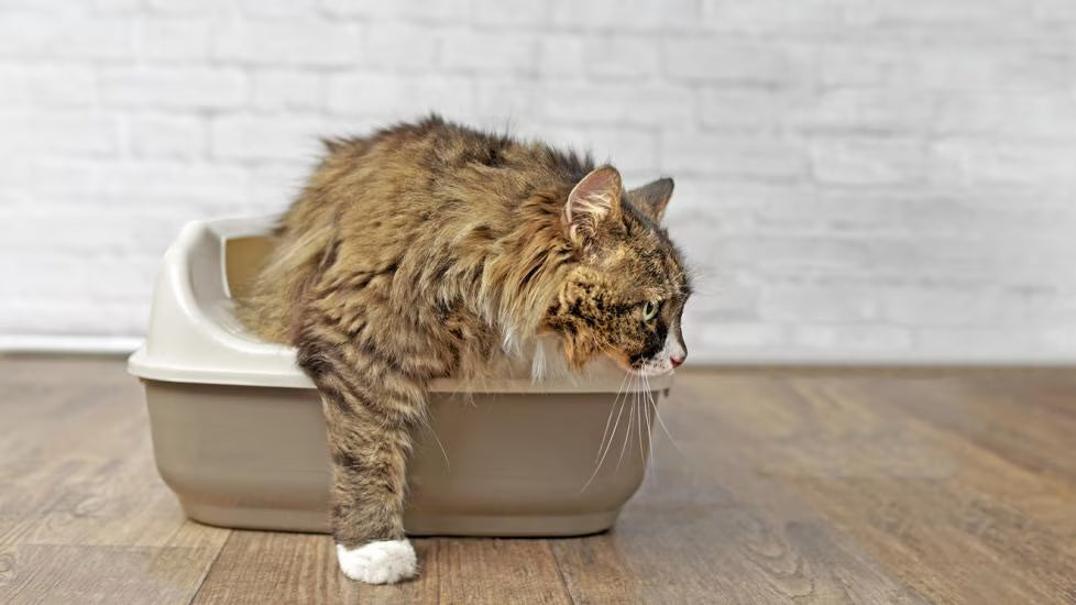 Salud De Tracto Urinario Para Gatos