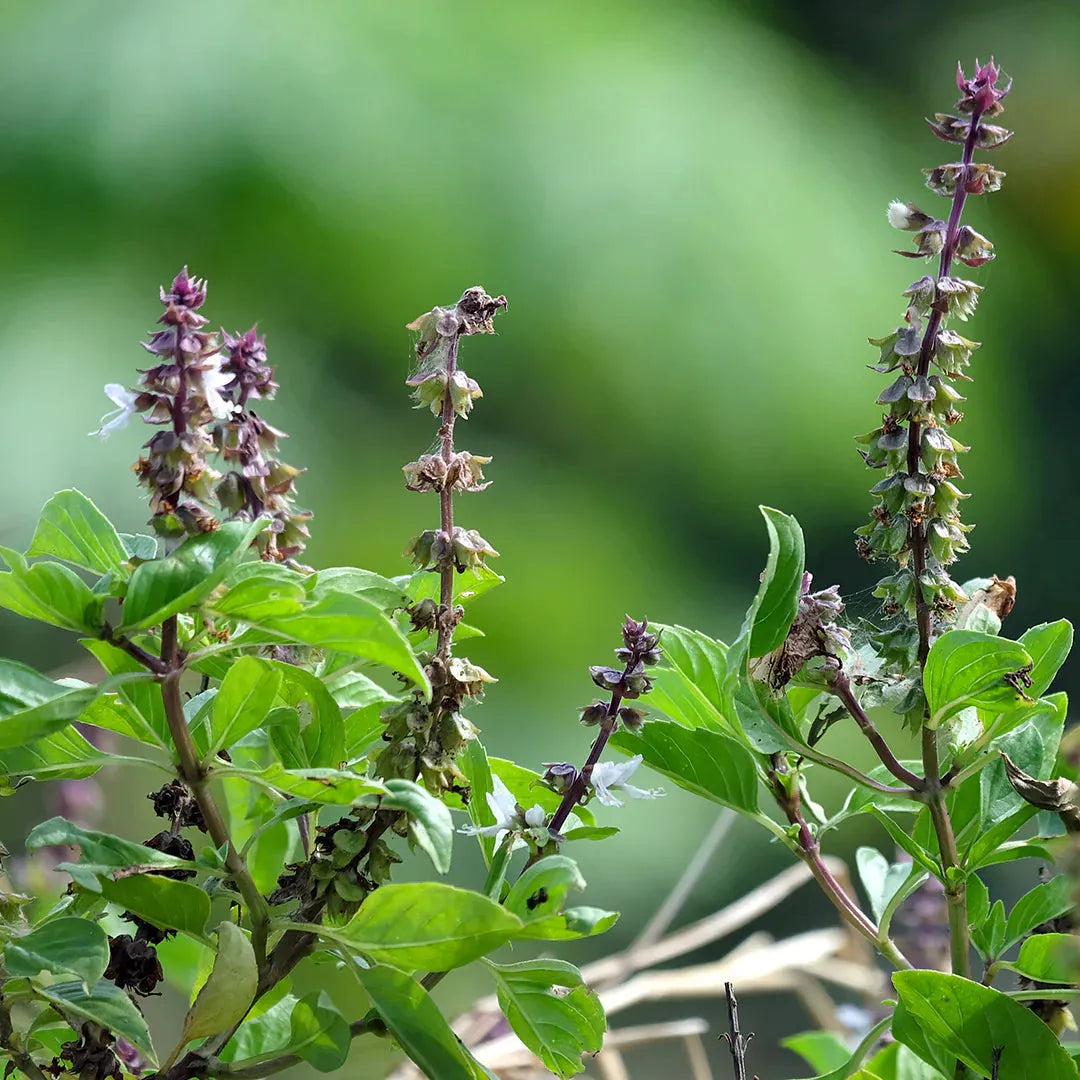 Santa Albahaca - The Red Vitamin MX - {{ shop.shopifyCountryName }}