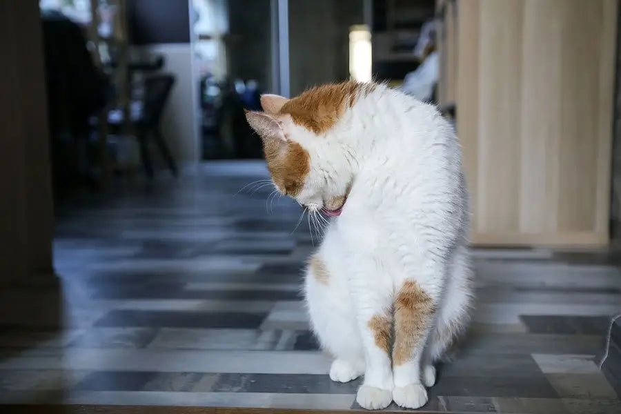 Soporte Para Piel y Pelaje De Gatos