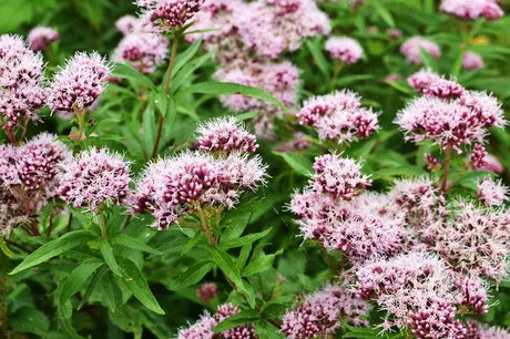 Valeriana - The Red Vitamin MX - {{ shop.shopifyCountryName }}