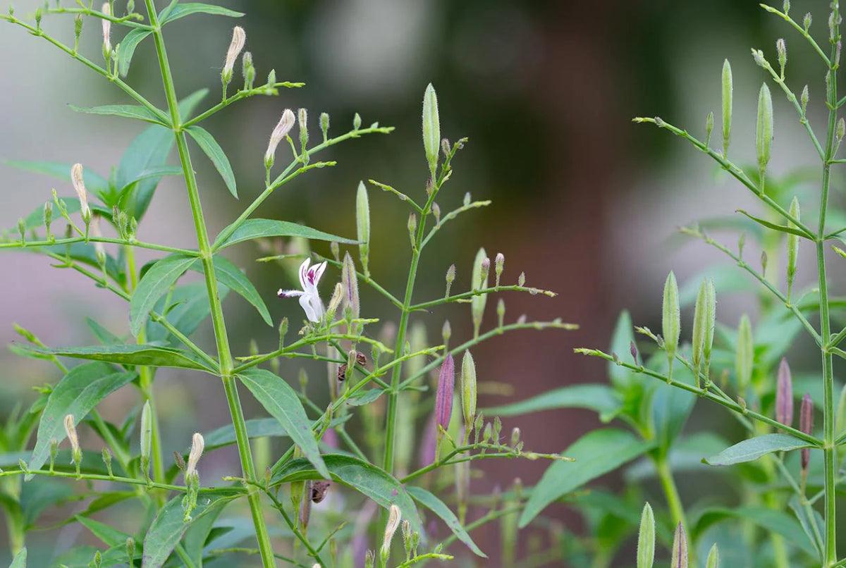 Andrographis Paniculata - The Red Vitamin MX - {{ shop.shopifyCountryName }}