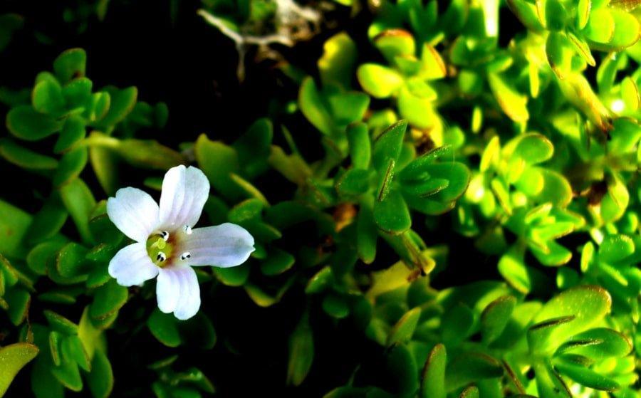 Bacopa - The Red Vitamin MX - {{ shop.shopifyCountryName }}