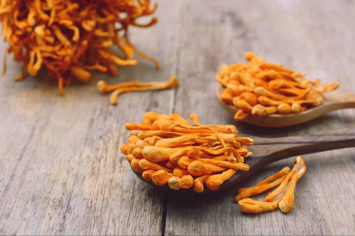 Cordyceps - The Red Vitamin MX - {{ shop.shopifyCountryName }}