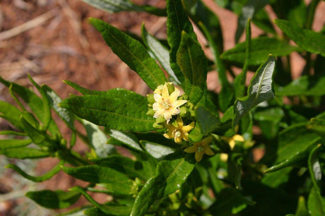 Fadogia Agrestis - The Red Vitamin MX - {{ shop.shopifyCountryName }}