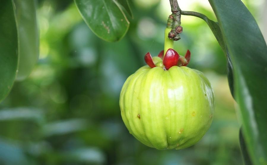 Garcinia Cambogia - The Red Vitamin MX - {{ shop.shopifyCountryName }}