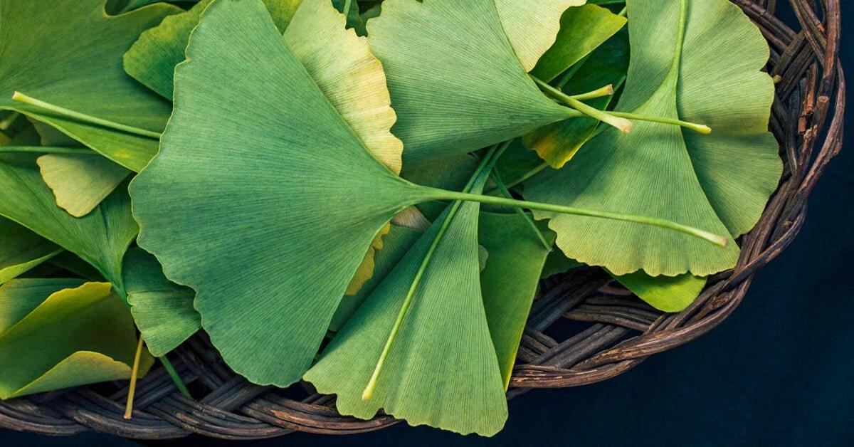 Ginkgo Biloba - The Red Vitamin MX - {{ shop.shopifyCountryName }}