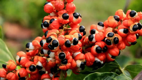 Guaraná - The Red Vitamin MX - {{ shop.shopifyCountryName }}