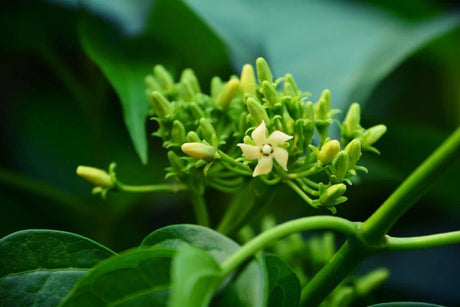 Gymnema Sylvestre - The Red Vitamin MX - {{ shop.shopifyCountryName }}
