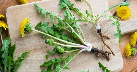 Raíz De Diente De León - The Red Vitamin MX - {{ shop.shopifyCountryName }}