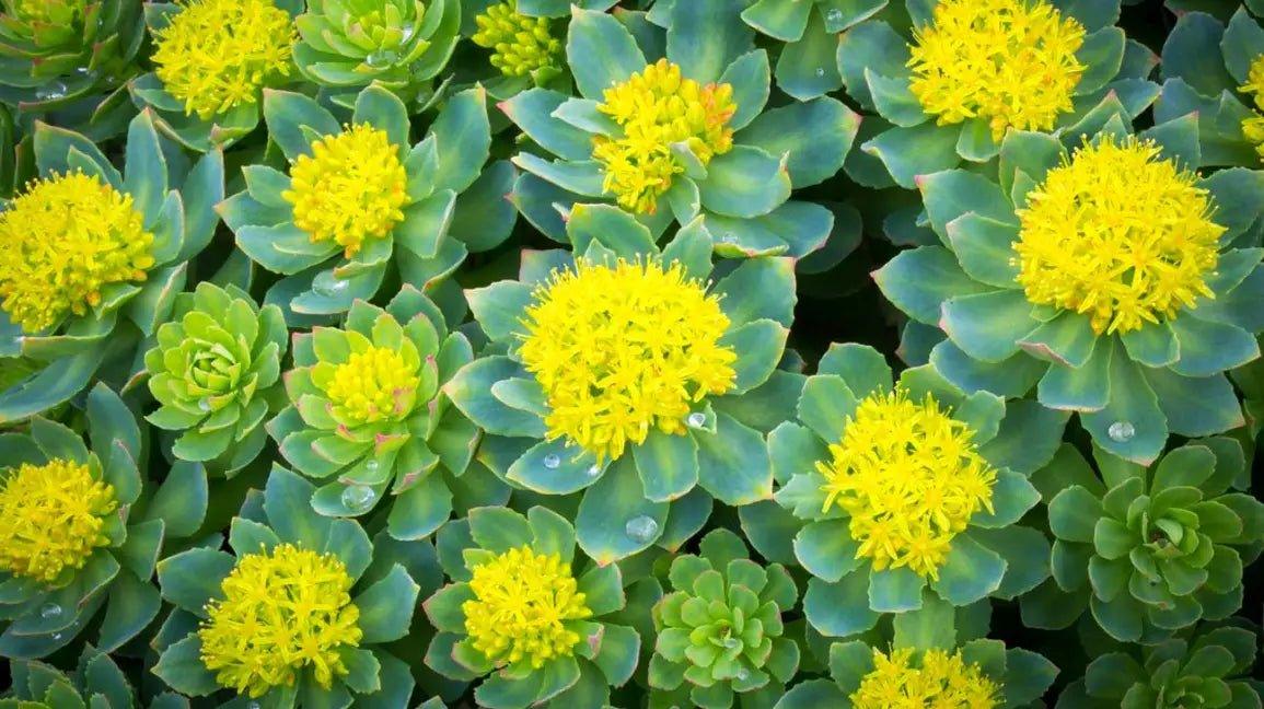 Rhodiola Rosea - The Red Vitamin MX - {{ shop.shopifyCountryName }}