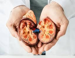 Salud Renal - The Red Vitamin MX - {{ shop.shopifyCountryName }}
