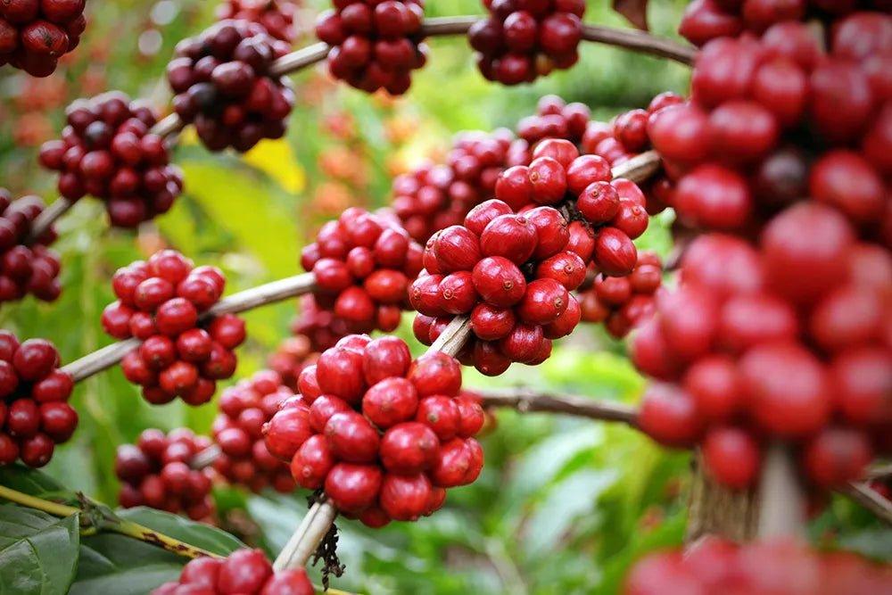 Schisandra - The Red Vitamin MX - {{ shop.shopifyCountryName }}