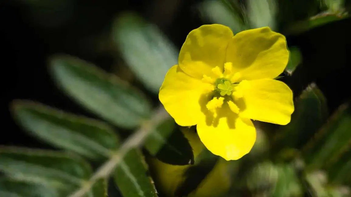 Tribulus Terrestris - The Red Vitamin MX - {{ shop.shopifyCountryName }}