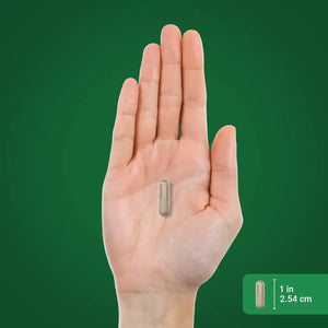 PIPING ROCK - Piping Rock Valerian Root Extract 2400Mg. 120 Capsulas - The Red Vitamin MX - Suplementos Alimenticios - {{ shop.shopifyCountryName }}