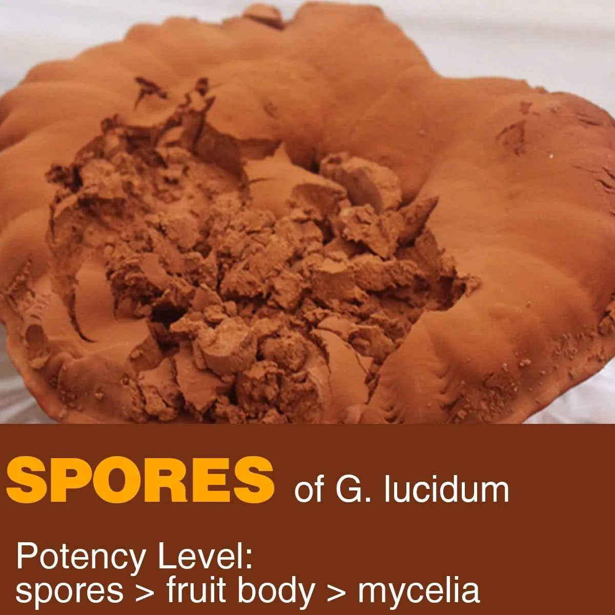 YUANZIYUANGANF - Yuanziyuanfang Red Reishi Mushroom Powder 200Gr. - The Red Vitamin MX - Suplementos Alimenticios - {{ shop.shopifyCountryName }}