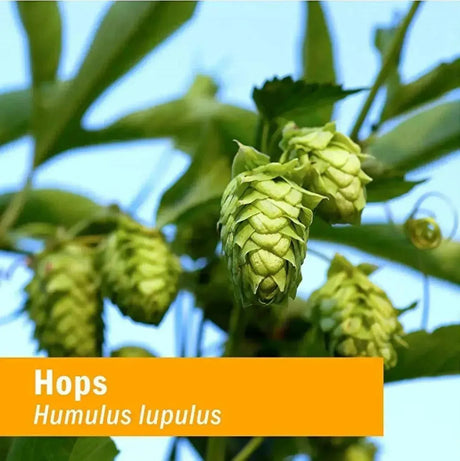 HERB PHARM - Herb Pharm Certified Organic Hops Liquid Extract 1 Fl.Oz. - The Red Vitamin MX - Suplementos Alimenticios - {{ shop.shopifyCountryName }}