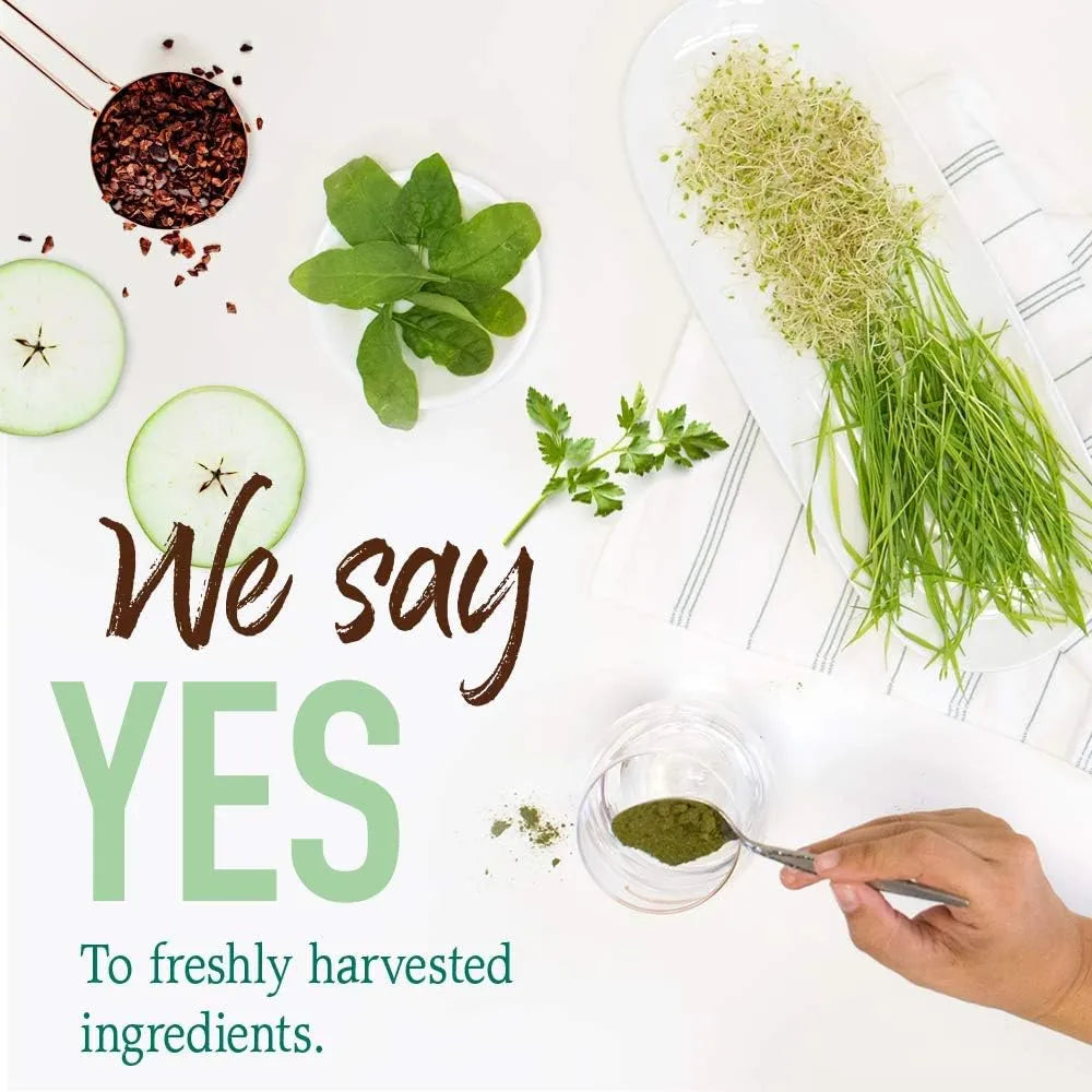 GARDEN OF LIFE - Garden of Life Raw Organic Perfect Food Green Superfood Juiced Greens Powder 30 Servicios Chocolate 285Gr. - The Red Vitamin MX - Suplementos Alimenticios - {{ shop.shopifyCountryName }}