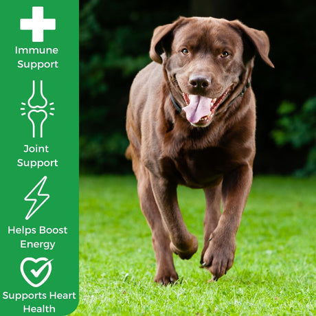 MYOS - MYOS Immunity Chew for Dogs 60 Masticables - The Red Vitamin MX - Suplementos Herbales Para Perros - {{ shop.shopifyCountryName }}