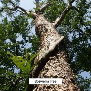 BANYAN - Banyan Botanicals Boswellia Powder 454Gr. - The Red Vitamin MX - Suplementos Alimenticios - {{ shop.shopifyCountryName }}