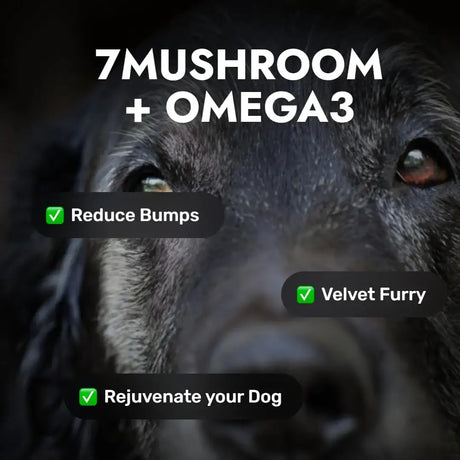 PET'S THE NEW KIDS - Pet's: The New Kids 7 Mushroom Blend Supplement for Dogs 170Gr. - The Red Vitamin MX - Suplementos Herbales Para Perros - {{ shop.shopifyCountryName }}