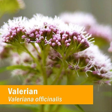 HERB PHARM - Herb Pharm Organic Valerian Root Liquid Extract 4 Fl.Oz. - The Red Vitamin MX - Suplementos Alimenticios - {{ shop.shopifyCountryName }}