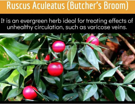 CLINICAL DAILY - Clinical Daily Blood Circulation 90 Capsulas - The Red Vitamin MX - Suplementos Alimenticios - {{ shop.shopifyCountryName }}