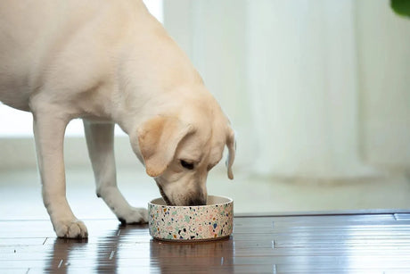 DENTAL FRESH - Dental Fresh Water Additive for Dogs Original Formula 946Ml. - The Red Vitamin MX - Cuidado Dental Para Perros - {{ shop.shopifyCountryName }}