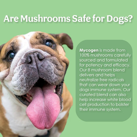 PET HEALTH SOLUTIONS - Pet Health Solutions Mycogen for Dogs Vitamins with 8 Types of Mushrooms 60 Masticables 2 Pack - The Red Vitamin MX - Suplementos Herbales Para Perros - {{ shop.shopifyCountryName }}