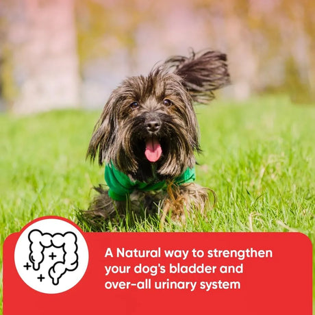 IHEARTDOGS - iHeartDogs Extra Strength Urinary, Bladder, & Kidney Support for Dogs 90 Masticables - The Red Vitamin MX - Salud De Tracto Urinario Para Perros - {{ shop.shopifyCountryName }}