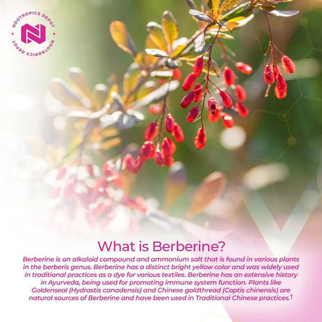 NOOTROPICS DEPOT - Nootropics Depot Berberine HCL + Silymarin 180 Capsulas - The Red Vitamin MX - Suplementos Alimenticios - {{ shop.shopifyCountryName }}